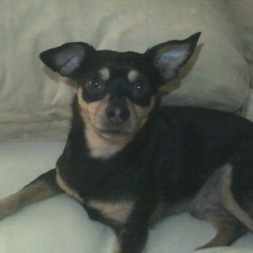 Meet your Posher, Jules